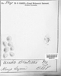 Uromyces statices image